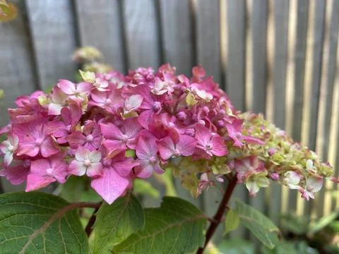 Panicled hydrangea flowers blooming in the garden day time sunlight Stock Photos