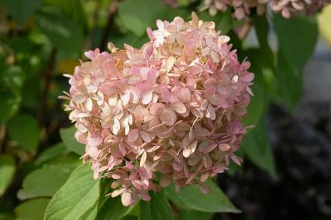 Panicled hydrangea Grandiflora. Stock Photos
