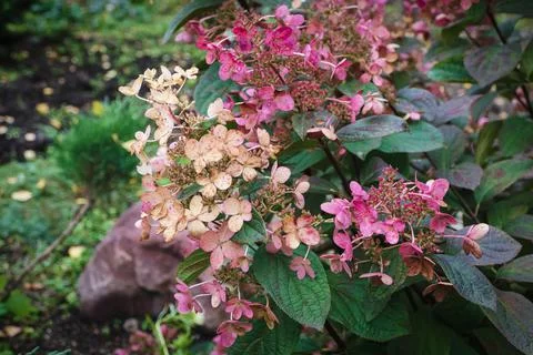 Panicled hydrangea - Hydrangea paniculata in the garden, flowering plant Stock-Fotos