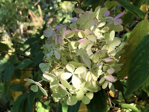 The panicled hydrangea (Hydrangea paniculata) or Rispen-Hortensie Stock Photos