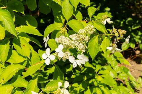 Panicled hydrangea or Hydrangea Paniculata plant in Zurich in Switzerland Stock Photos