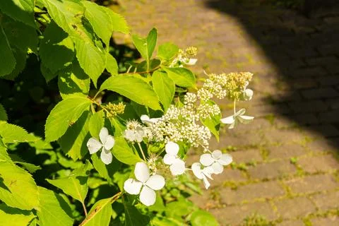 Panicled hydrangea or Hydrangea Paniculata plant in Zurich in Switzerland Stock Photos
