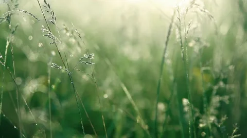 Panicles among the green grass in the dew in the early morning Stock Footage 155996533