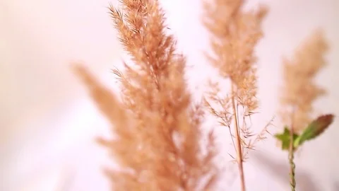 Panicles of grass close-up. Slow motion. Stock Footage 82423195