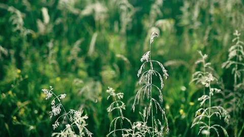 The panicles look silver and shine from the dew in the morning sun Stock Footage 155996555