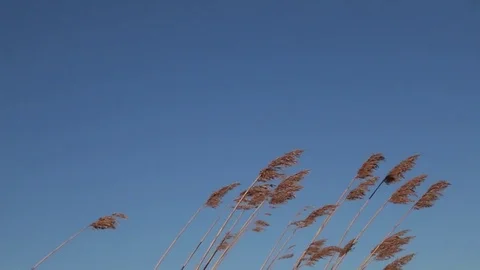 Panicles, Plants Swaying, Waving In The Wind, Getting Knocked Down HD Stock Footage 75244233