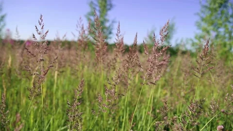 Panicles sway in the wind among the grass in the field Stock Footage 156796055