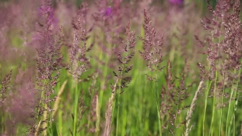 Panicles sway in the wind among the grass in the field Stock Footage 156796060