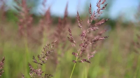Panicles sway in the wind among the grass in the field Stock Footage 156796186