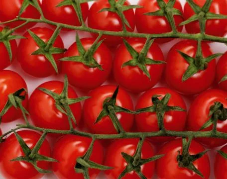 Panicles tomato branches as background Stock Photos