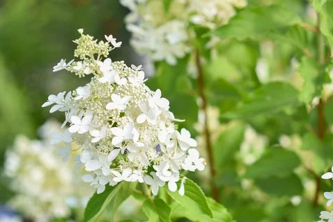 Paniculata hydrangea close-up on a flower bed 库存照片