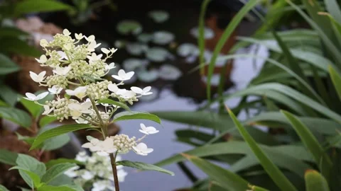Paniculata hydrangea flowers growing near a garden pond with water lilies Video stock 278265099