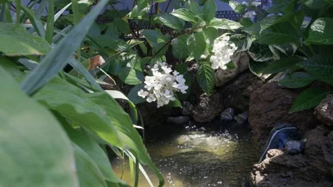 Paniculata hydrangea flowers growing near a garden pond Video stock 279217202