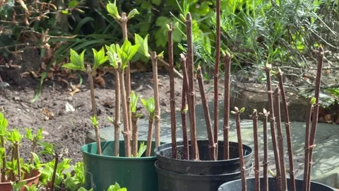 Paniculata hydrangea hardwood cuttings in pots, England Stock Footage 324565776