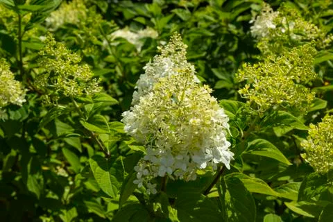 Paniculatat siebold, a hydrangea glow in the sun in the garden Stock Photos