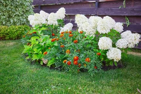 Paniculate hydrangea and marigolds in a flower bed near a lawn of green grass Stock Photos