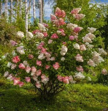 Paniculate hydrangea bush blooms on a suburban garden plot. Stock Photos