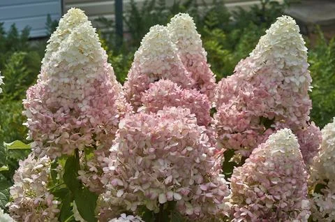 A paniculate hydrangea bush in the garden in close-up. Stock Photos
