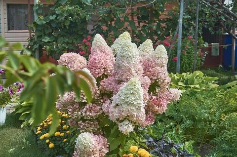 A paniculate hydrangea bush in the garden in close-up. Stock Photos