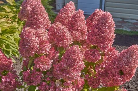 A paniculate hydrangea bush in the garden in close-up. Stock Photos