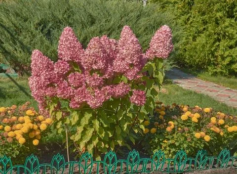 A paniculate hydrangea bush in the garden in close-up. Stock Photos