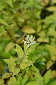 Paniculate hydrangea Stock Photos
