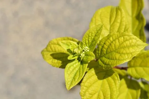 Paniculate hydrangea Pinky Winky Stock Photos
