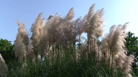 Paniculate plant Stock Footage