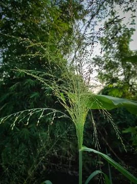Panicum capillare Stock Photos