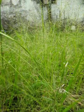 Panicum pansum Stock Photos