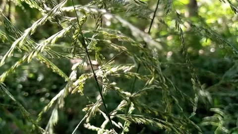 Panicum Repens Tropical Swamp Grass Stock Footage 218450166