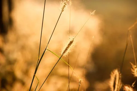 Panicum verticillatum , Herbaceous, single year, 20-120 cm tall, stems set or Stock Photos