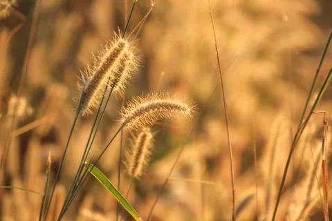 Panicum verticillatum , Herbaceous, single year, 20-120 cm tall, stems set or Stock Photos