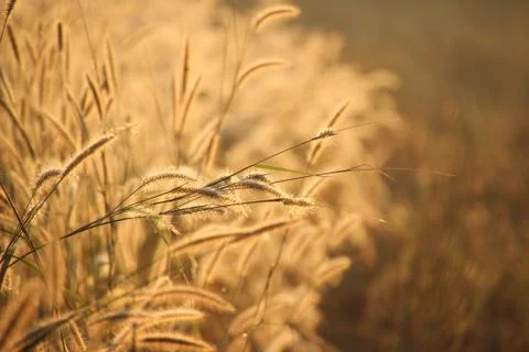 Panicum verticillatum , Herbaceous, single year, 20-120 cm tall, stems set or Stock Photos
