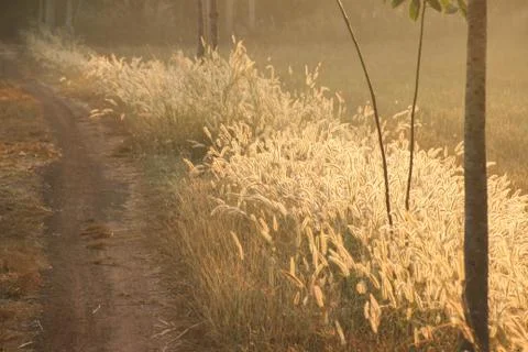 Panicum verticillatum , Herbaceous, single year, 20-120 cm tall, stems set or Stock Photos