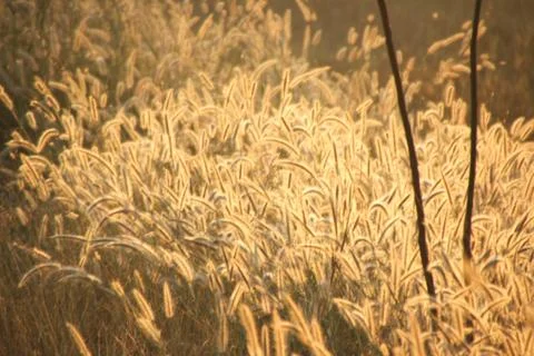 Panicum verticillatum , Herbaceous, single year, 20-120 cm tall, stems set or Stock Photos