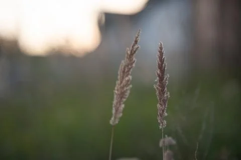 PANICUM VIRGATUM. a field of tall grass with fluffy spikelets Stock Photos