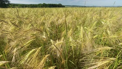 Paning shot of ears of wheat in wheat field swaying from the gentle wind Stock Footage 198375514
