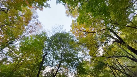 Paning shot with green trees and blue sky wide angle Stock Footage 218626257