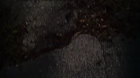 Paning up Sidewalk and Florida Pine Tree with Glidecam Video stock 62768170