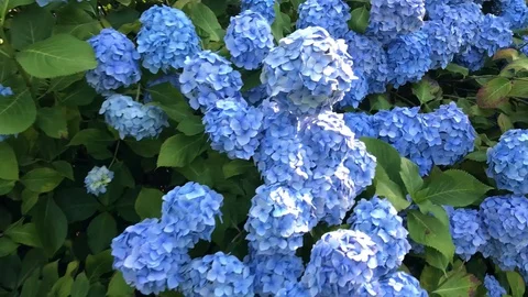 Paning video of large Hydrangea bushes Stock Footage 128746676