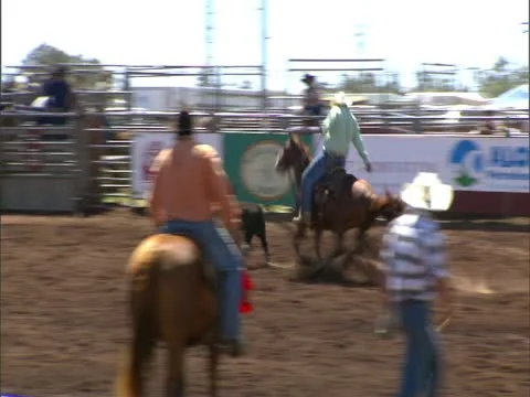 Paniolo Roping Calf 스톡 동영상 22243787