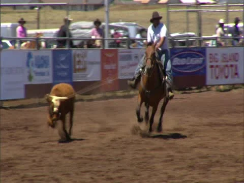 Paniolo Wrangles a Steer 스톡 동영상 22245005