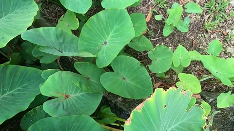Panned view of large elephant ear taro or dasheen leaves Stock Footage 336408610