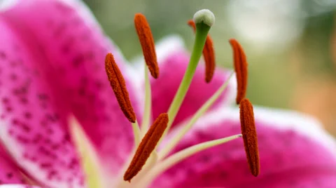 Pannig and rack focus red lily flower blossom in garden - blur background Stock Footage 42355327