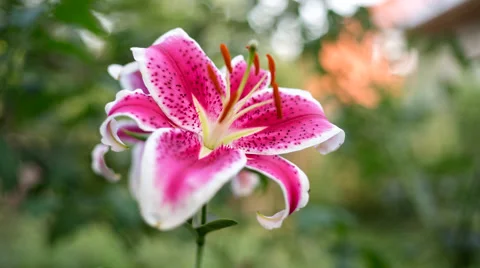 Pannig and rack focus red lily flower blossom in garden - blur background Stock Footage 42391107
