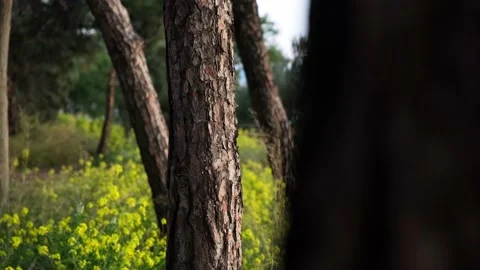 Panning 4K shot of trees in green park during spring. Stock Footage 151876168