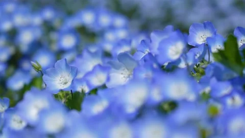 Panning 4K   slow motion Video of small blue flower "Nemophila". Stock Footage 226862073