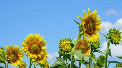 Panning 4K slow motion video of sunflower field swaying in the wind. Stock Footage 238926108