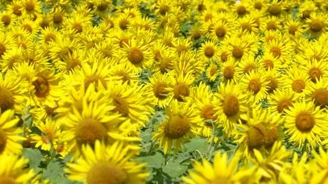 Panning 4K slow motion video of sunflower field swaying in the wind. Stock-Footage 239246272